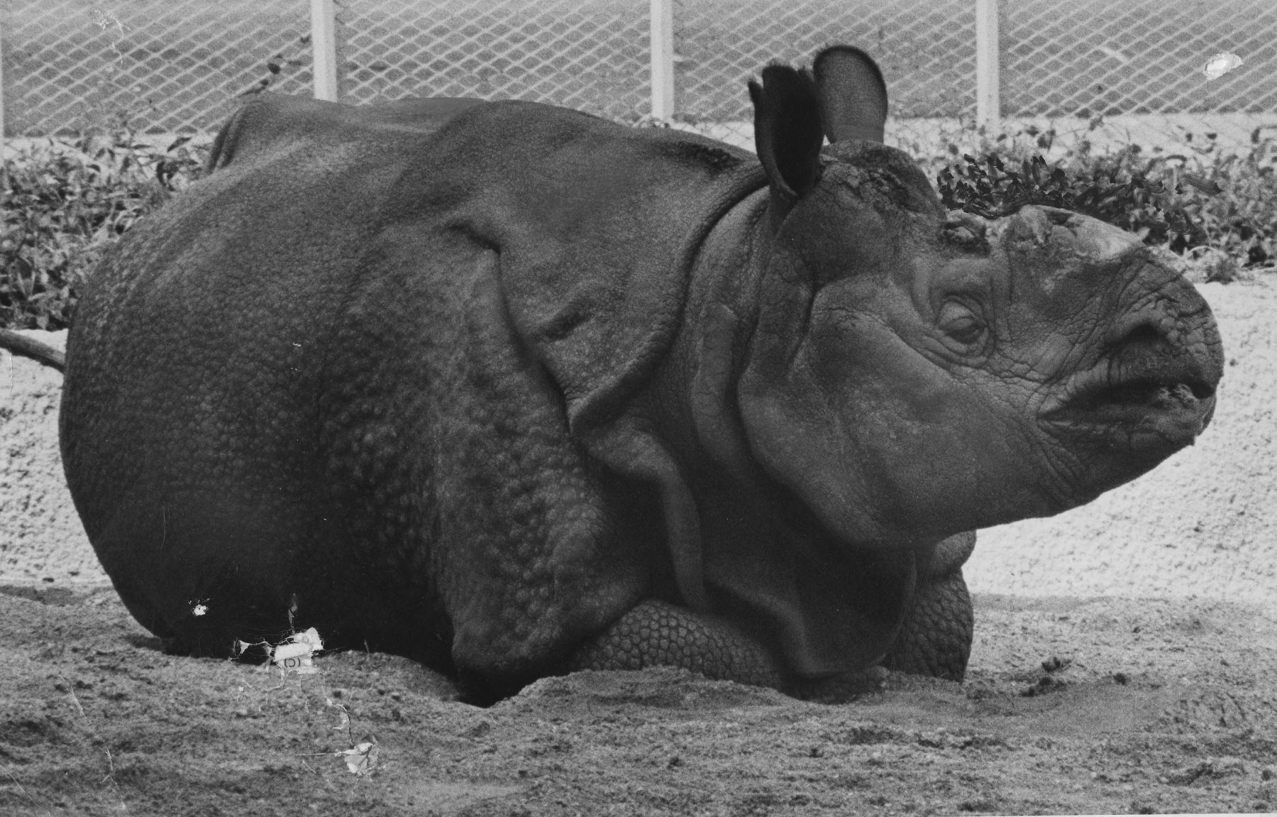TinytheRhino001